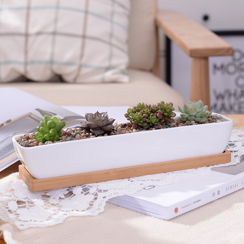 Bonsai Tree Zen Garden - Long Rectangle White Ceramic Succulent Planter
