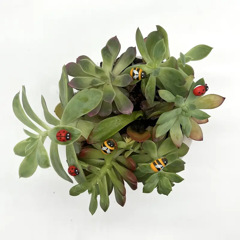 50/100 Pcs Mini Self-Adhesive  - огляд і ціна Bonsai Garden Mini