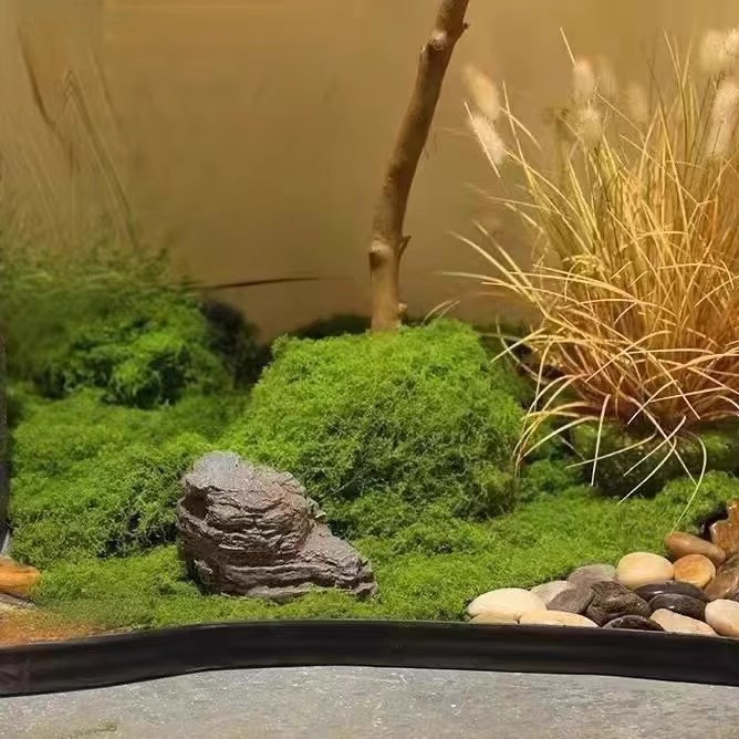 200g Eternal Life Moss DIY Cra - огляд і ціна Bonsai Garden Mini