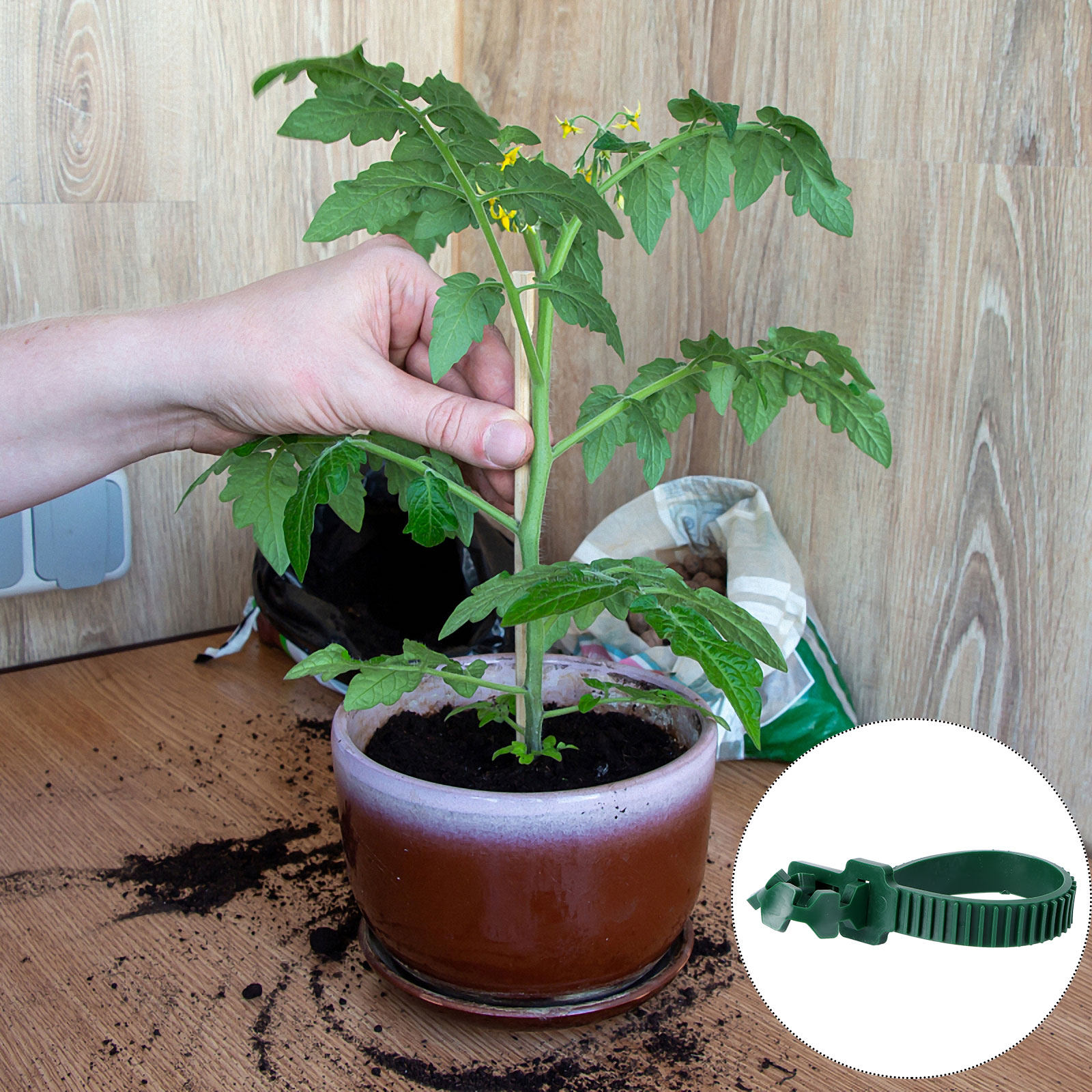 20Pcs Vine Fixing Buckle Plant - огляд і ціна Us Bonsai Garden