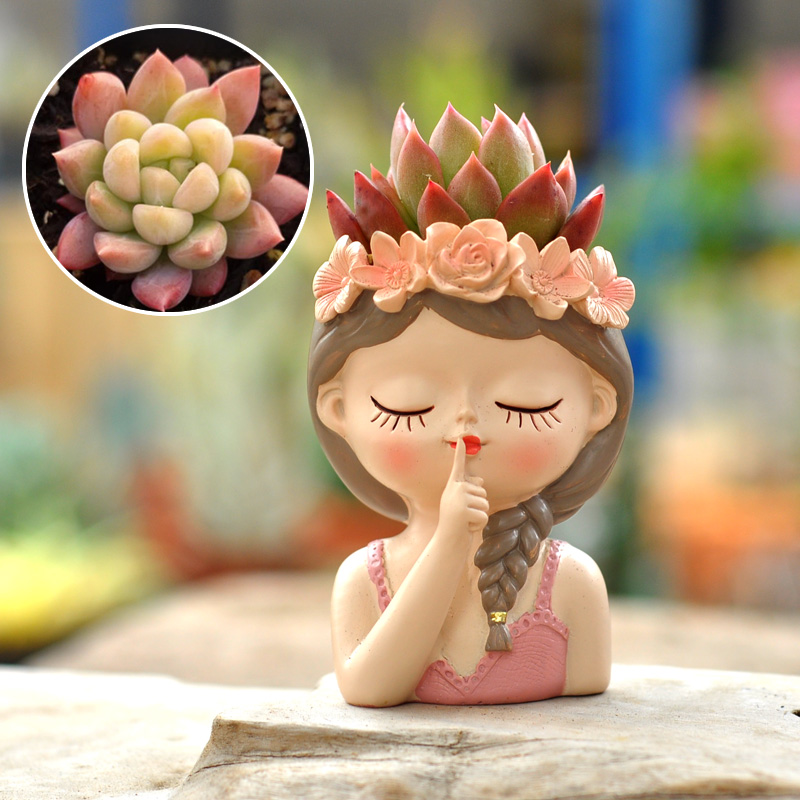 Fairy Succulent Flowerpot Desk - огляд і ціна Bonsai Tree Zen Garden