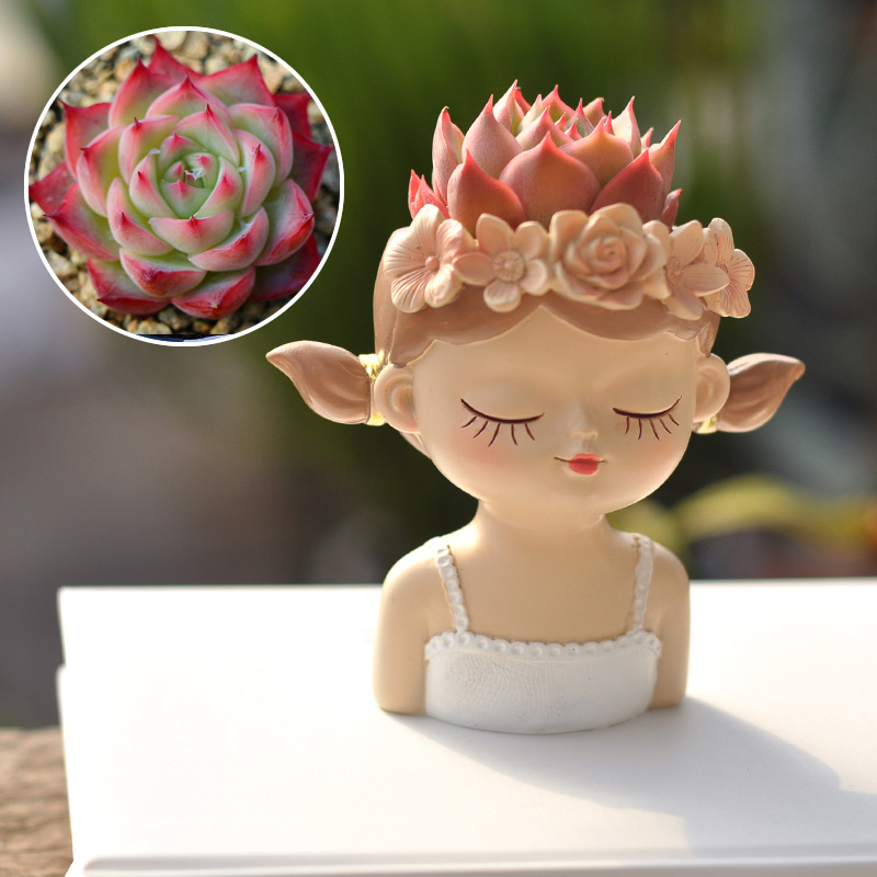Fairy Succulent Flowerpot Desk - огляд і ціна Bonsai Tree Zen Garden